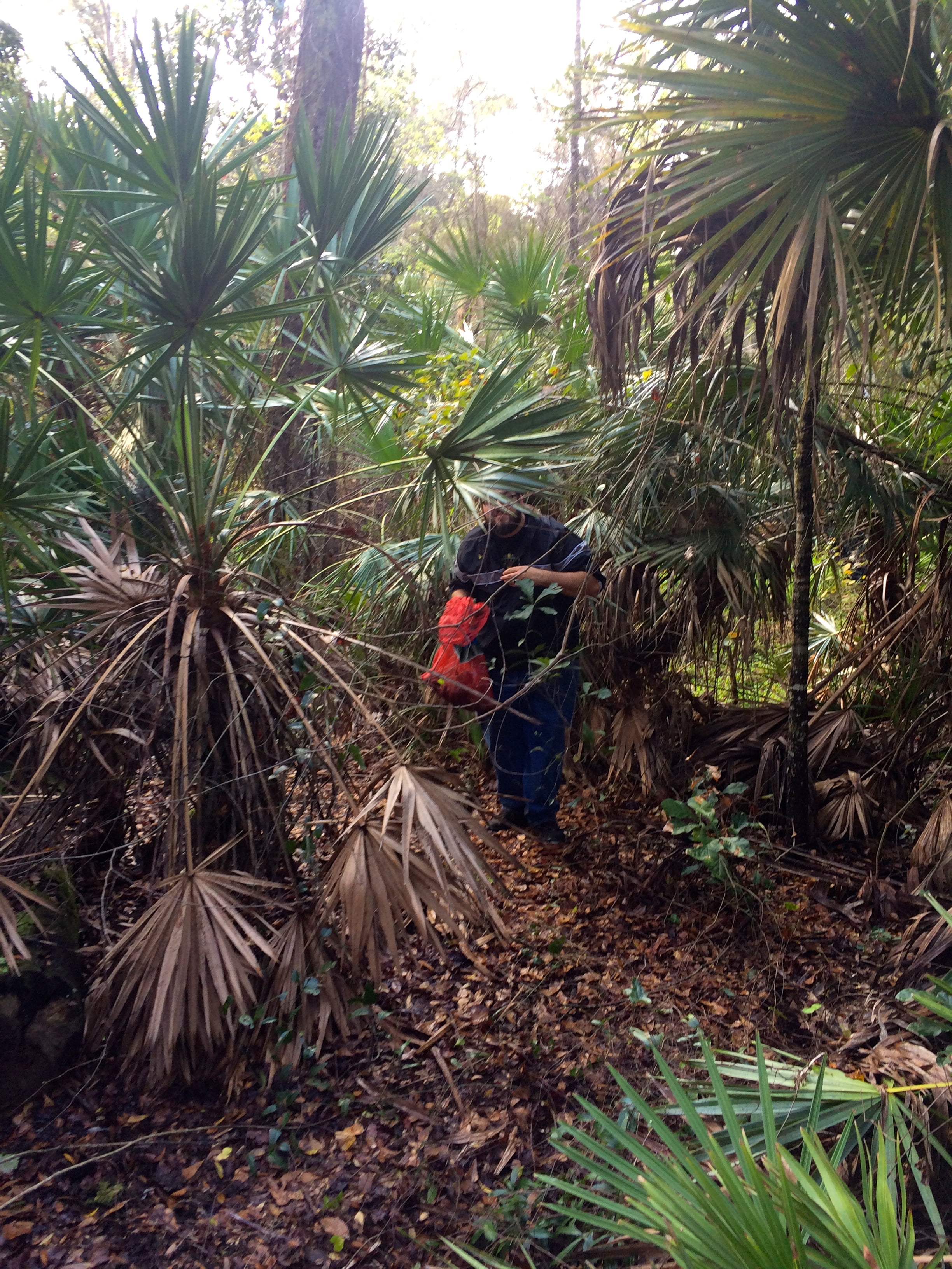Man with a bag of air potatoes hiding behind a saw palmetto