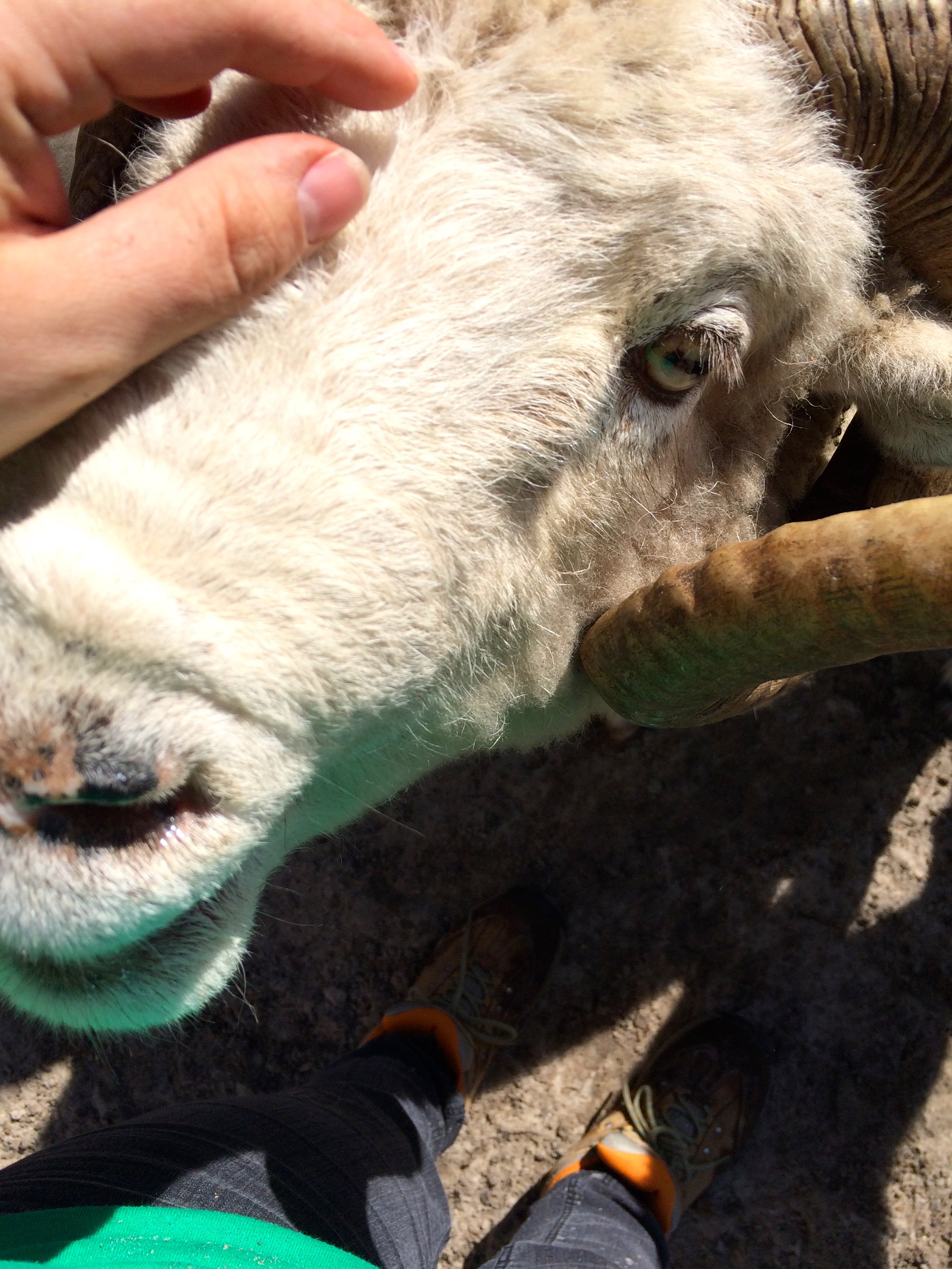 Sheep!